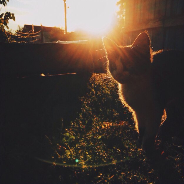 Gatto in piedi sul campo contro il cielo durante il tramonto