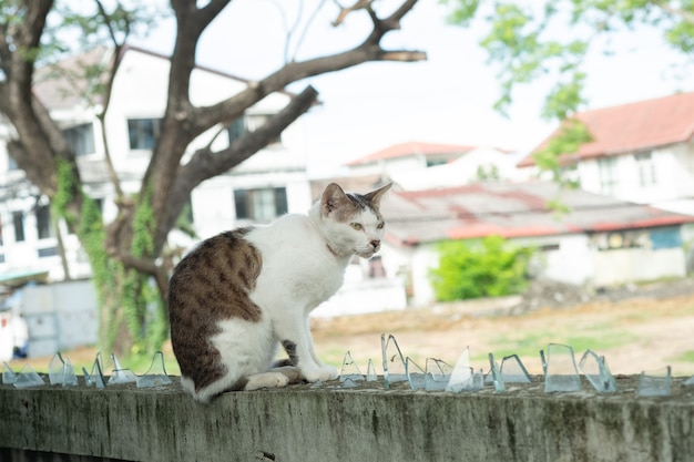 Gatto in piedi sul muro, animale domestico