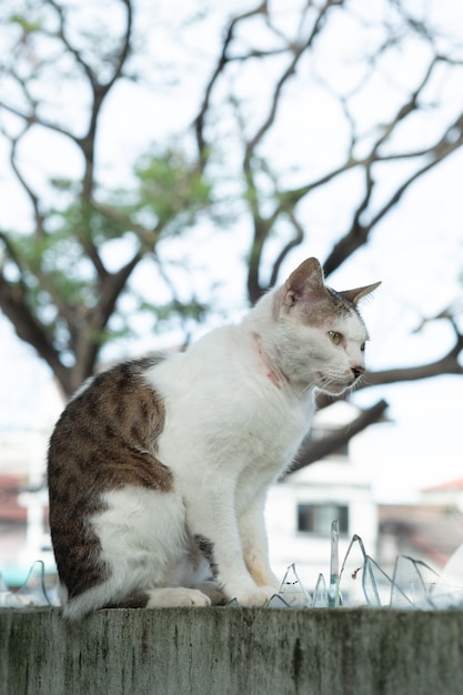 Gatto in piedi sul muro, animale domestico