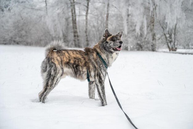 Gatto in piedi sulla neve