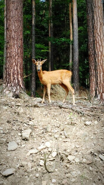 Gatto in piedi vicino a un albero nella foresta