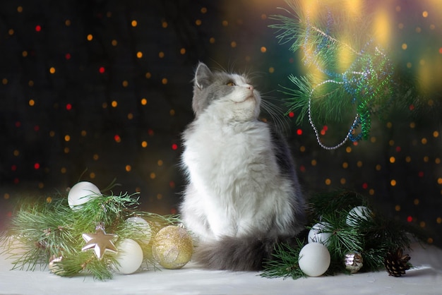 Gatto in soggiorno decorato per Natale Gatto di Natale con un albero di Natale