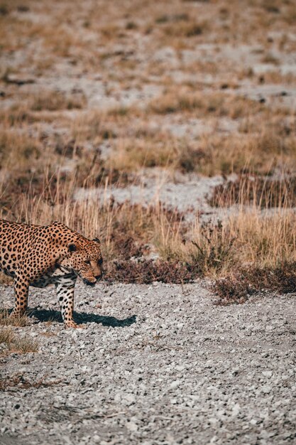 Gatto in un campo