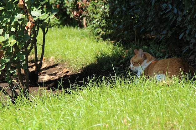 Gatto in un campo