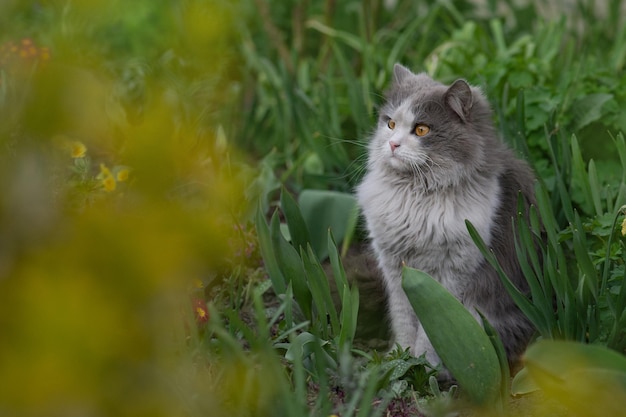 Gatto in un giardino colorato di primavera Gatto seduto in un campo di fiori Gattino con fiori all'aperto Gatto è seduto in giardino