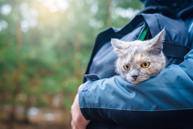 gatto in uno zaino si siede sull'uomo. cammina con il tuo animale domestico nei boschi.