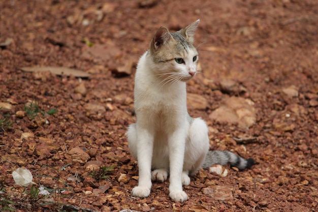 Gatto indiano bianco