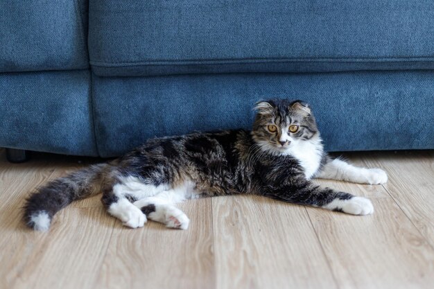 Gatto insolito si trova su un pavimento di legno vicino a un divano blu