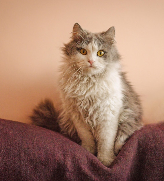 Gatto interessato che riposa a casa Gatto adorabile a casa Bellissimo gatto grigio bianco Bellissimo animale domestico