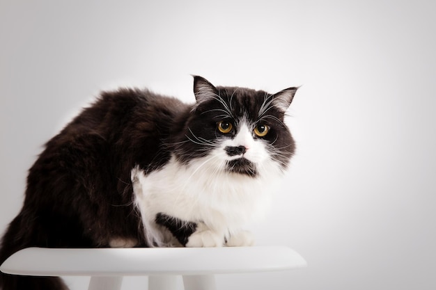 Gatto isolato su sfondo bianco