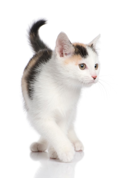 Gatto Kitten European Shorthair con 2 mesi.