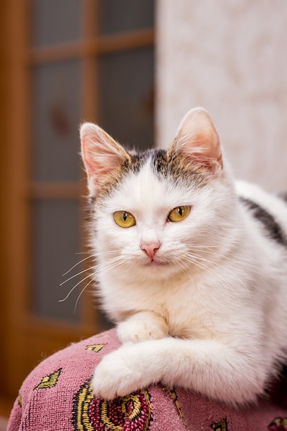 Gatto lanuginoso bianco che si siede all'interno