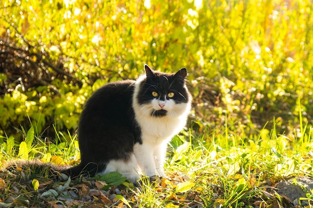 Gatto lanuginoso con colore bianco e nero che si crogiola al sole sull'erba verde.