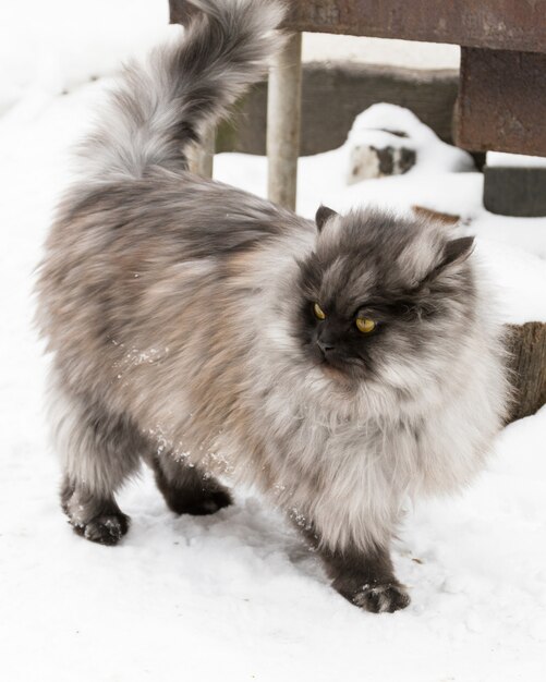 Gatto lanuginoso grigio che cammina sulla neve fuori