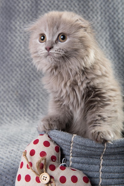 Gatto lanuginoso grigio del gattino del popolare dell'altopiano del popolare dello Scottish