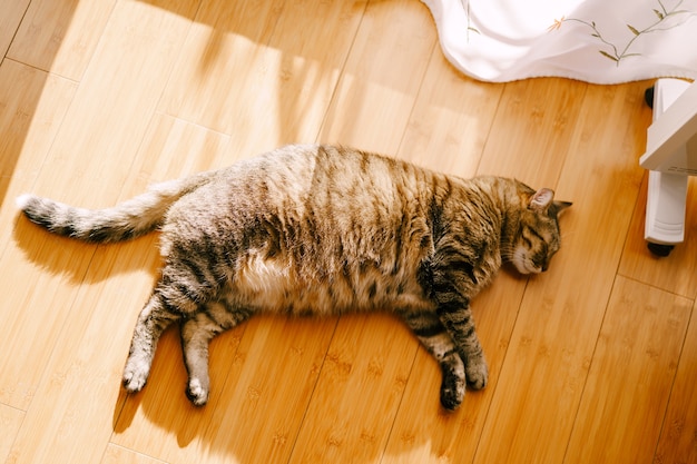 Gatto lanuginoso grigio grasso sul pavimento di legno