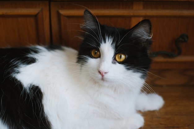 Gatto lanuginoso in bianco e nero