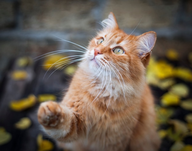 Gatto lanuginoso rosso che gioca in strada