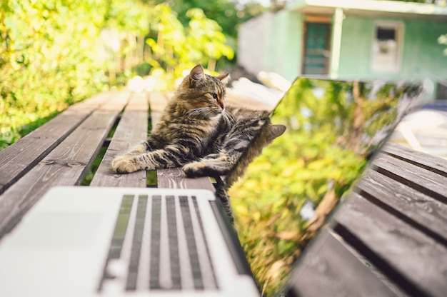 Gatto lanuginoso su un tavolo di legno accanto al computer portatile