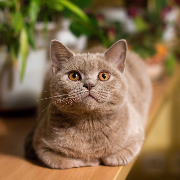 Gatto lilla British shorthair