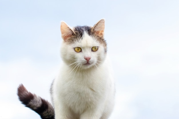 Gatto maculato bianco con sguardo concentrato su sfondo chiaro