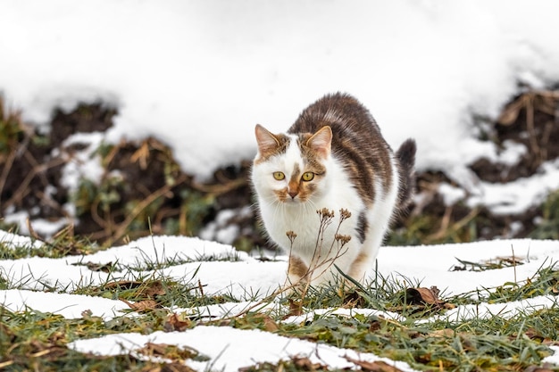 Gatto maculato bianco in inverno sull'erba innevata