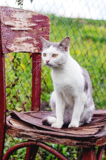 Gatto maculato bianco seduto su una vecchia sedia in giardino