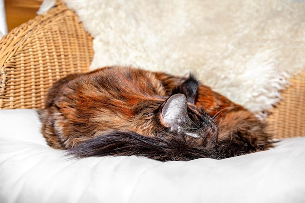Gatto Maine Coon che dorme raggomitolato sul cuscino nella sedia di vimini