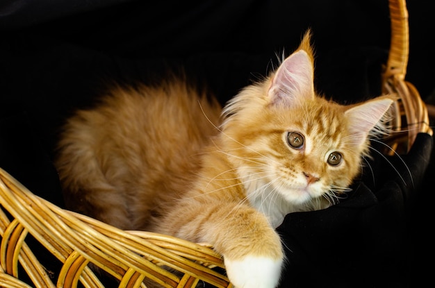 Gatto Maine Coon di colore rosso con capelli rossi soffici su sfondo nero