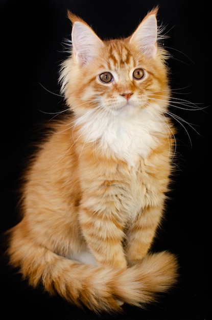 Gatto Maine Coon di colore rosso con capelli rossi soffici su sfondo nero