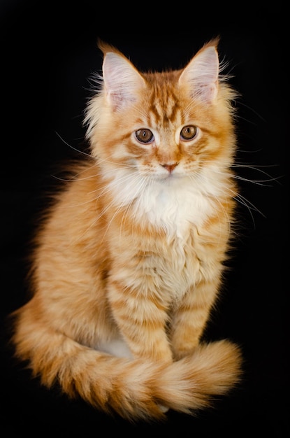 Gatto Maine Coon di colore rosso con capelli rossi soffici su sfondo nero