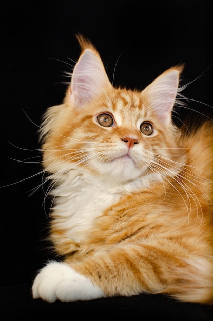 Gatto Maine Coon di colore rosso, con pelo rosso lanuginoso, su sfondo nero. Ha lunghi baffi e coda e zampe molto grandi, capelli soffici. Gattino Maine Coon di 2 mesi.