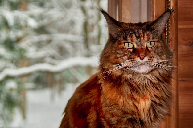 Gatto Maine Coon Il gatto gigante si siede vicino alla finestra con il paesaggio invernale