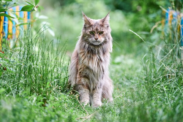 Gatto Maine Coon in giardino