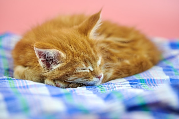 Gatto Maine Coon isolato sul rosa