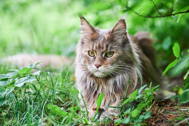 Gatto Maine Coon nell'erba del parco. Gatto adulto carino a piedi in giardino. La più grande razza felina domestica per amore e affetto domestico.