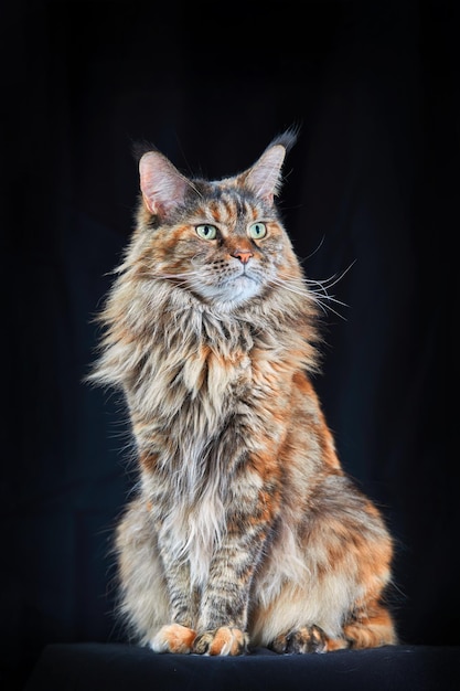 Gatto Maine Coon Ritratto in studio gatto grande con grandi orecchie e coda pelosa isolati su sfondo nero