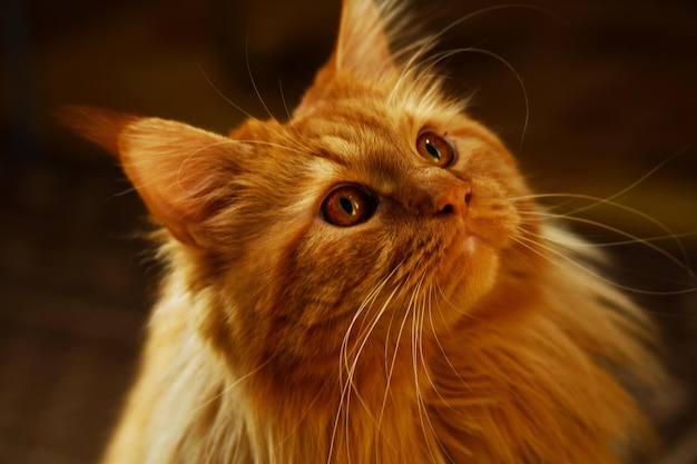 Gatto Maine Coon rosso pensieroso che osserva in su