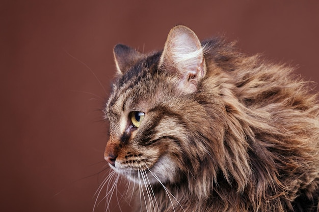 Gatto Maine Coon su sfondo marrone nella foto dello studio