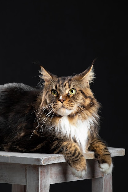 Gatto Maine Coon su uno sfondo scuro