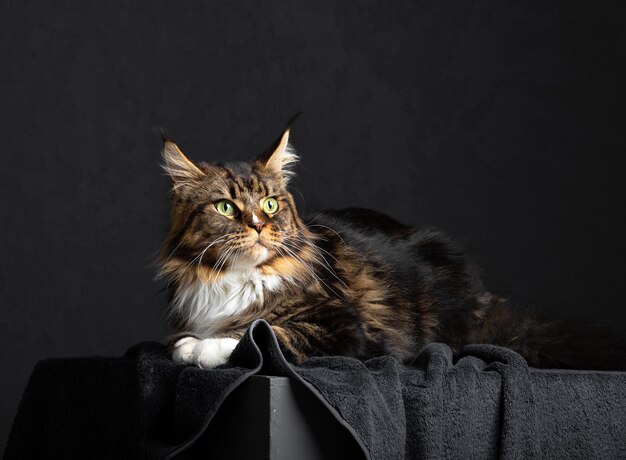 Gatto Maine Coon su uno sfondo scuro