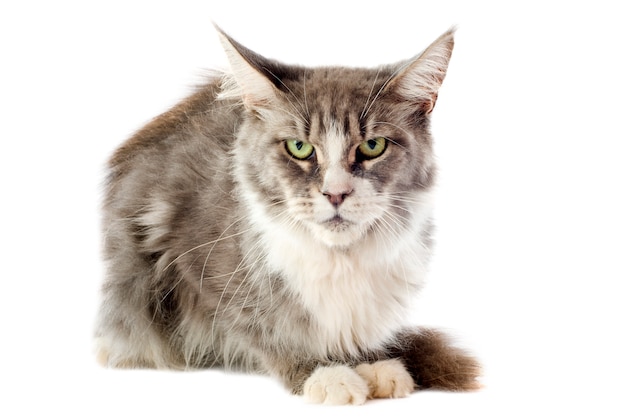 Gatto Maine Coon