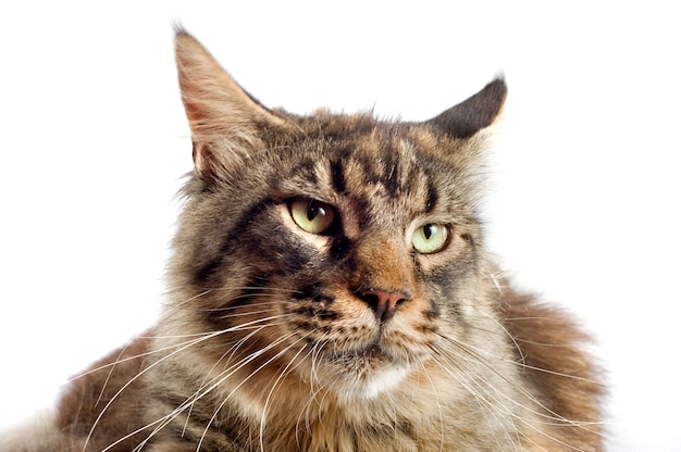 Gatto Maine Coon