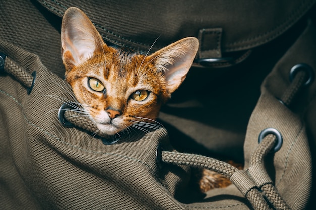 Gatto marrone delle grandi orecchie che si siede nella borsa