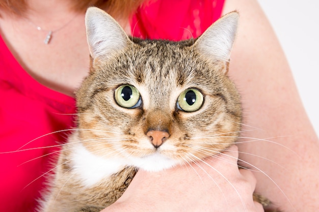 Gatto marrone tra le braccia di donna a casa