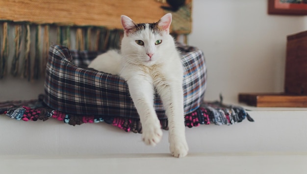 Gatto molto divertente che ride del primo piano