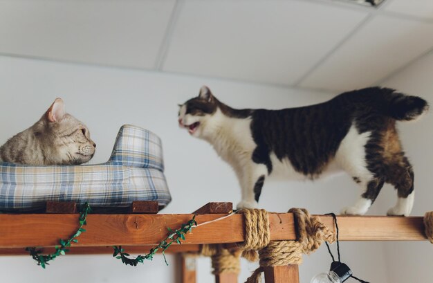 Gatto molto divertente che ride del primo piano