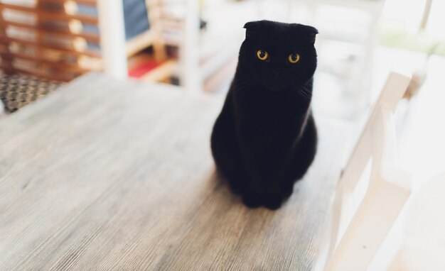 Gatto molto divertente che ride del primo piano