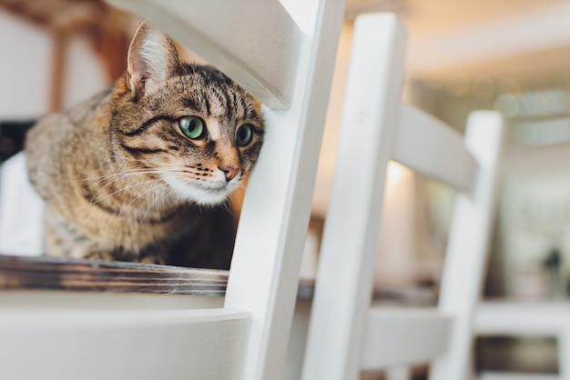 Gatto molto divertente che ride della fine in su.