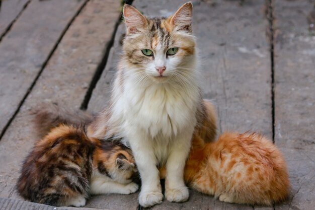 gatto multicolore nutre due gattini e un gatto seduto